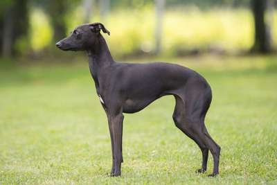 Greyout Amalthea