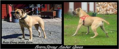 BRAVE STRONG AMBER QUEEN