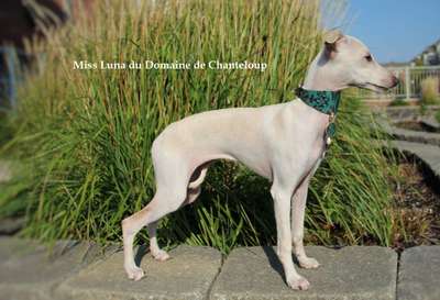 Miss Luna Du Domaine De Chanteloup