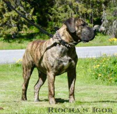 RIOCHA'S IGOR