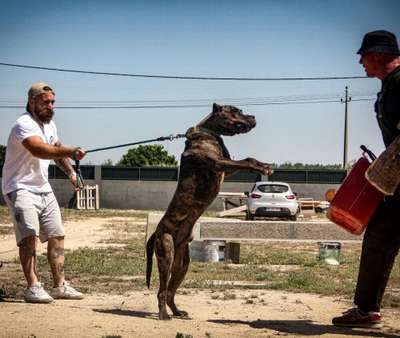 DINGO DE BLACKSTONE