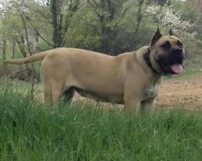 TAYSA DE SPALATO BULL