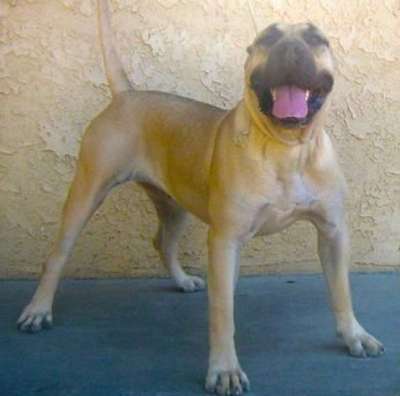 DIAMOND DE ISORDIAS KENNELS
