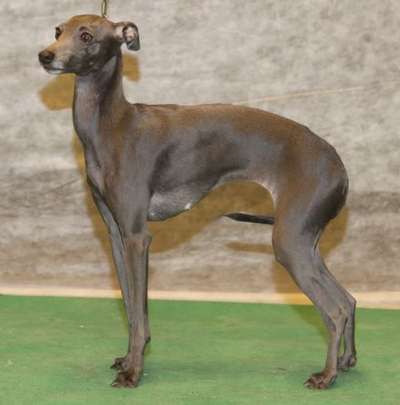 Astra Bravissimo Kamelia