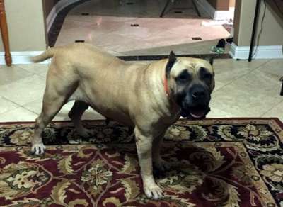 BRAVO KENNEL'S ENVY