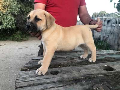 AL CAPONE DE KING ZULU