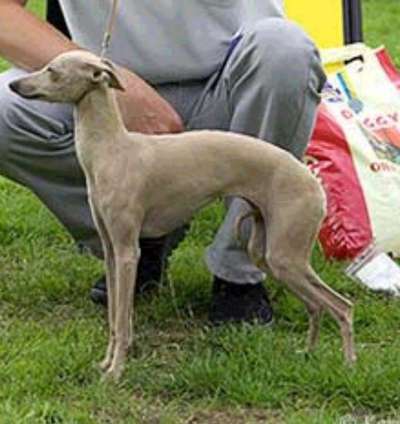 Dogcastle's Amaze-Me