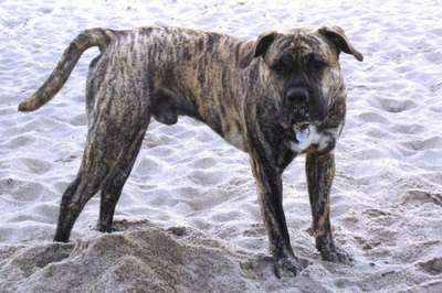BUDDY DE LA CASA AMISTOSA