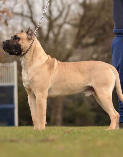 BRUCO DE V’CANBULL