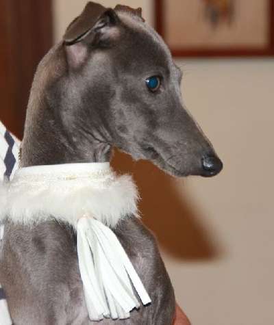 Java Bleue Des Princes De Kazan
