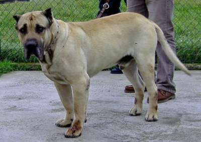 PERRO DE CANTADIELLO