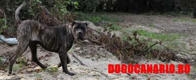 BOSS BULL CANARIO LEONIDAS