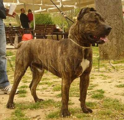MAXIMOS DI DRAGO CANARIO (FIDEL)