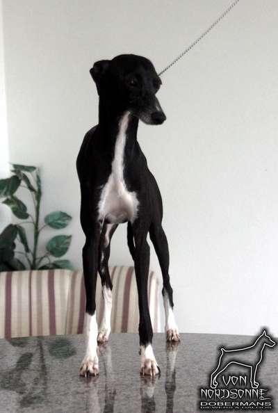 Galgos Tapajós Konno Do BR Reino