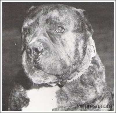 BULL DE ATLAS ASIO