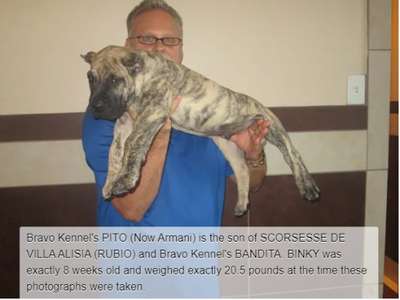 BRAVO KENNEL’S PITO