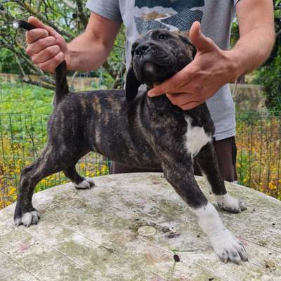 ZEUS