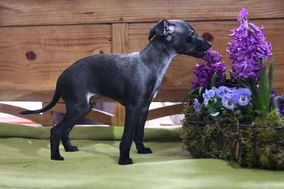 Cazadores Elegantes Andrea