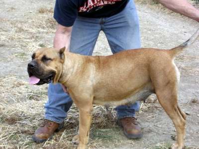 MID AMERICA K-9 MIA