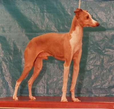 Wondoan Razamatazz