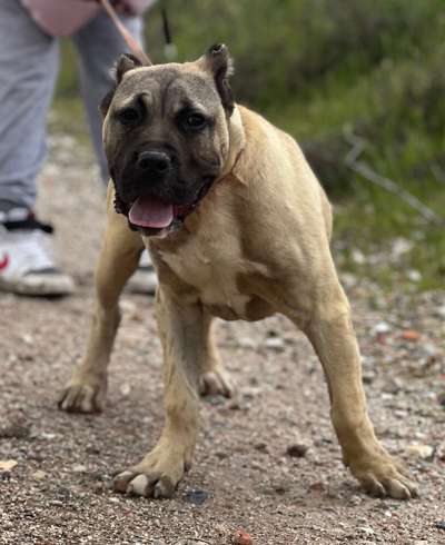 TRAYA DE KING ZULU