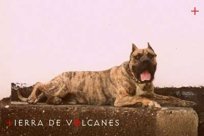 TUKAN DE TIERRA DE VOLCANES