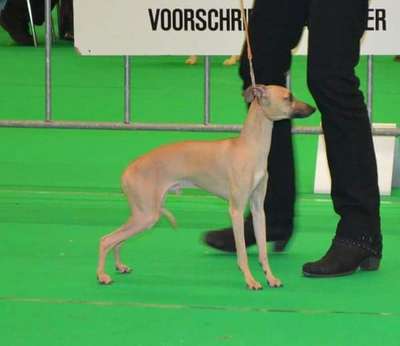 Kingclyde D'Amby Bambi