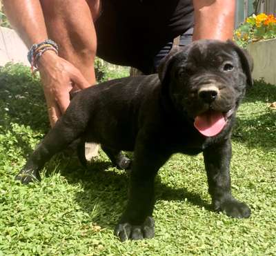 QUINTO DE KING ZULU