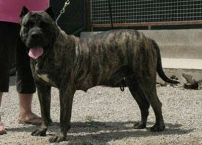 VEZZALI DE FENCING DOGS