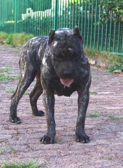 FREYA DE TAMARAN BULL