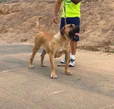 BRUMA DE ATAGACAN