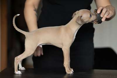 BeBravehounds Smoke Show Soju