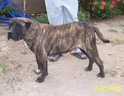 León de Presa Canario 2000