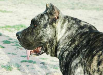 BENTOR