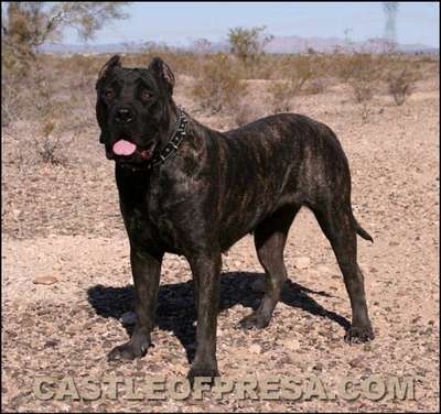 PANTHERA DE CASTLE OF PRESA