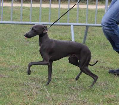 Junior Du Domaine De Basso