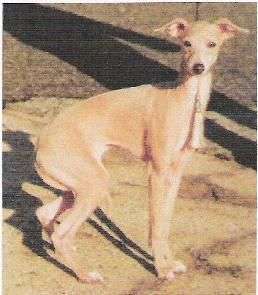 Thelma Despinida Des Princes De Minos