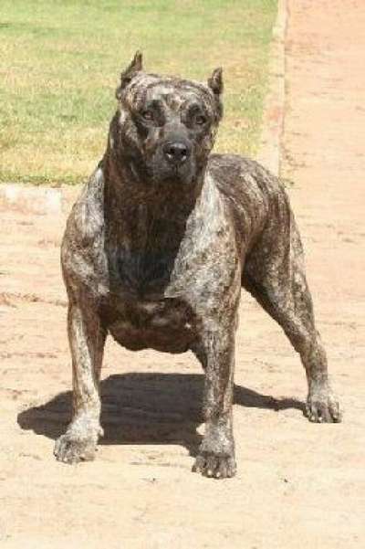 ZAMBRA DE BARNACAN BULL
