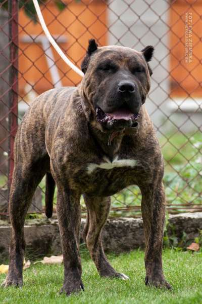 ZIMNY DRAN GUERRERO CANARIO