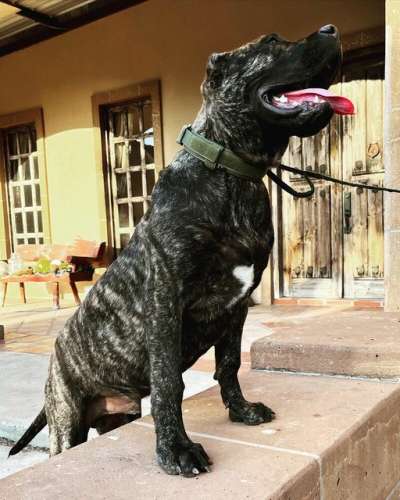 BEAR DE BIG BOI KENNELS