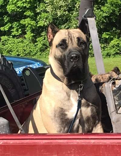 CANARIAN BULL'S NALLA ROSE