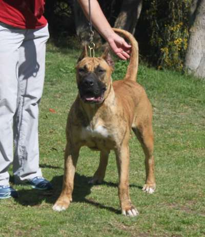 SHEYLA DE LA ISLA DE LOS VOLCANES