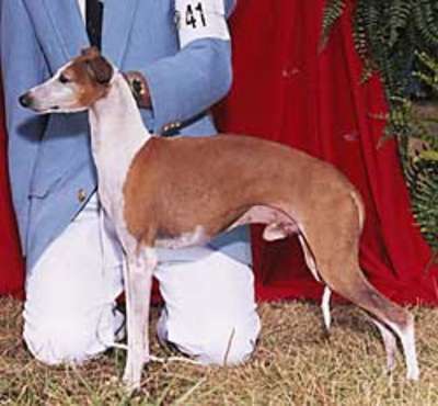 Xcalibur Of Bo-Bett