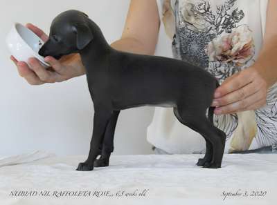Nubiad Nil Raffoleta Rose