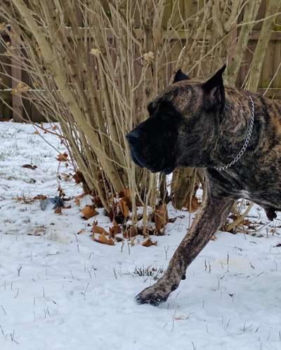 ANDREA