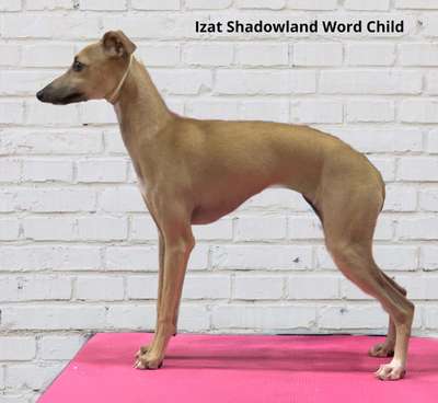 Izat Shadowland Word Child