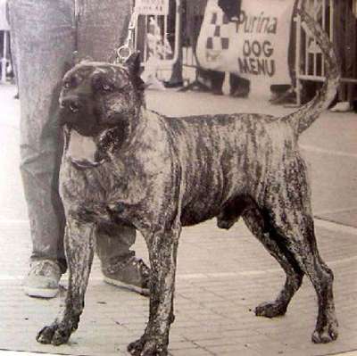 GAROE