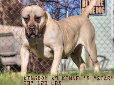 KINGDOM K9'S STAR