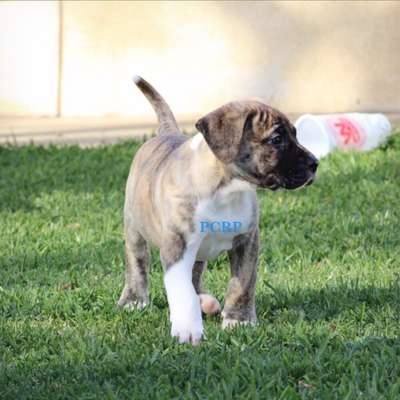 FURIA DE PCRP KENNEL