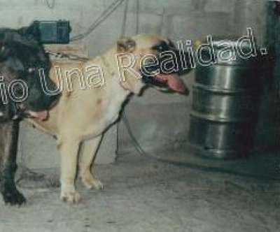 PERRA AMARILLA